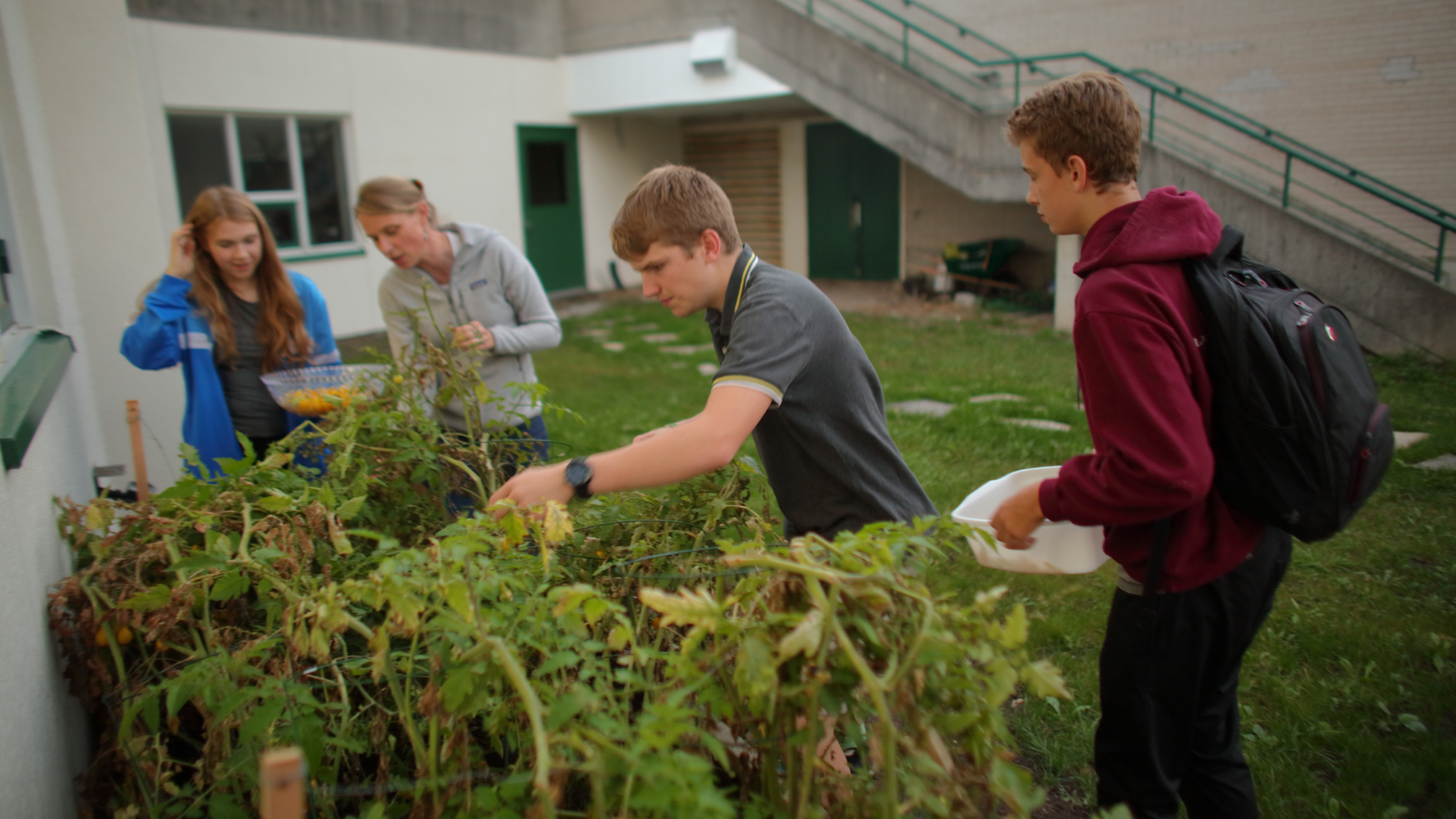 Three students and a teacher lean over a raised garden bed to collect tomatoes.