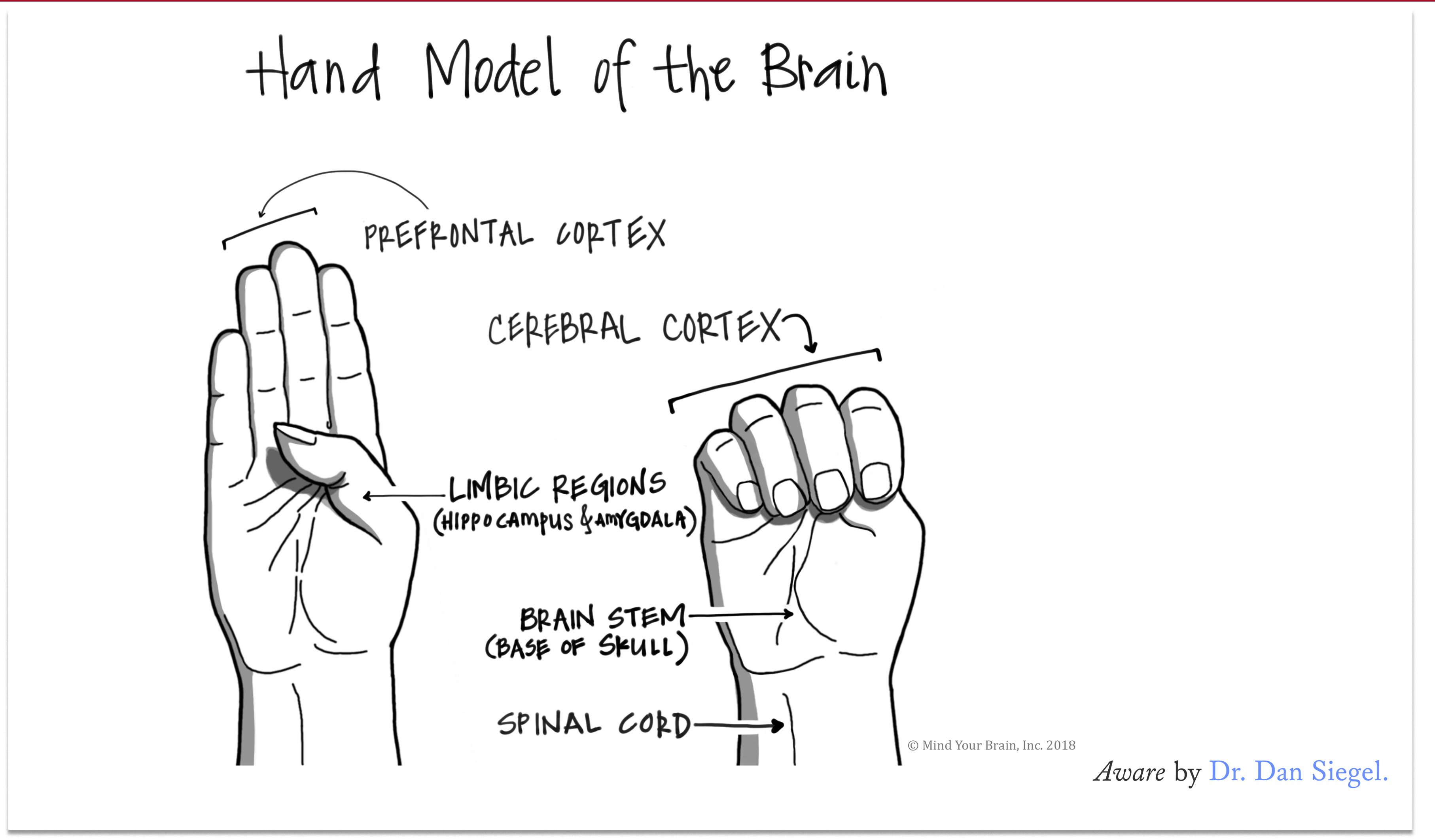 Illustration: M. Siegel https://madeleinesiegel.org/Illustration